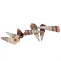 Artikel Snigelsnäckor dekorativa havssniglar Turritella 4,5–5,5 cm 300g