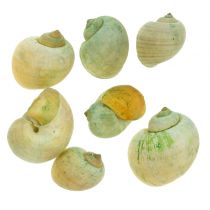 Snigelskal Grön 1kg
