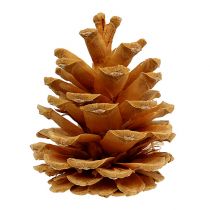 Artikel Svarta kottar dekorativa kottar kräm 5-8cm 1kg