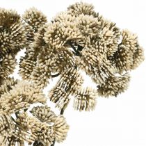Artikel Sedum konstgjord blomma sedum grädde blomdekoration höst 70cm 3st