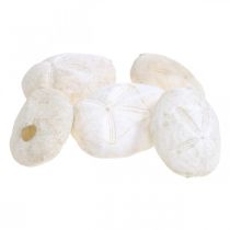 Sjöborre vit, maritim naturlig dekoration 4cm-6cm 25p
