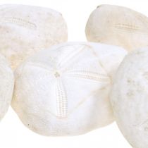 Sjöborre vit, maritim naturlig dekoration 4cm-6cm 25p