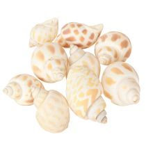 Artikel Havssniglar naturliga snigelskal maritima 2–4 cm 300 g