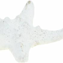Artikel Knoppar sjöstjärna vit 30st