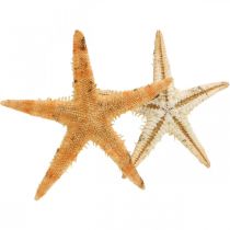 Artikel Sjöstjärnor scatter dekoration hem deco mini sjöstjärnor natur 2-4cm 50p