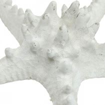 Artikel Sjöstjärna dekoration stor torkad vit dubbig sjöstjärna 15-18cm 10 stycken