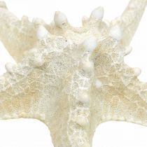 Deco sjöstjärna stor torkad vit knoppad sjöstjärna 19-26cm 5st
