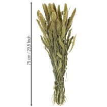 Artikel Torkade blommor av borsthirs (Setaria) för rustika och eleganta heminredningsdetaljer 75 cm 220 g
