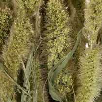 Artikel Torkade blommor av borsthirs (Setaria) för rustika och eleganta heminredningsdetaljer 75 cm 220 g