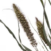Artikel Torkade blommor Setaria Antracit Naturlig Borst Hirs Gäng 100g