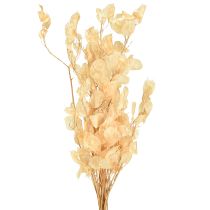Artikel Torkade silverblad Lunaria Champagne 65-70cm 20g