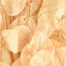 Artikel Torkade silverblad Lunaria Champagne 65-70cm 20g