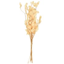 Artikel Torkade silverblad Lunaria Champagne 65-70cm 20g