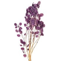 Artikel Torkat silverblad Lunaria månviolet lila 65-70cm 20g