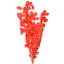 Artikel Torkat silverblad Lunaria röd 65-70cm 20g