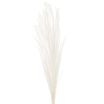 Artikel Torkade blommor, silvergräs. Elegant naturlig dekoration för hem och kontor. 70 cm, 10 stycken.