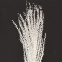 Artikel Torkade blommor, silvergräs. Elegant naturlig dekoration för hem och kontor. 70 cm, 10 stycken.