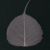 Artikel Skelettblad Bodhiblad skeletterade lila 5-15cm 200 st
