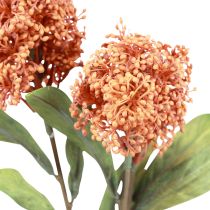 Artikel Skimmie Skimmia Japonica Konstgjorda Blommor Orange DryLook L59cm