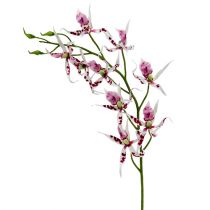 Spindelorkidéer Brassia Pink-White 108cm 3st