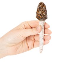 Artikel Konstgjord murkelsvamp dekorativ påle för krukor och bord, 13 cm, 2 stycken