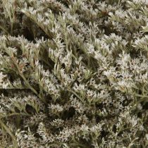 Artikel Havslavendel Statice Tatarica torkade blommor naturliga 2 kg