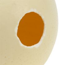 Artikel Strutsägg, naturligt, utblåst, tomt, dekoration