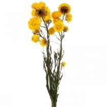 Torkad Blomma Gul Halm Blomma Helichrysum Torrdekorationsgäng 50cm 45g