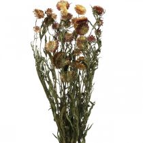 Halmblomma Gul, Röd torkad Helichrysum torkad blomma 50cm 60g