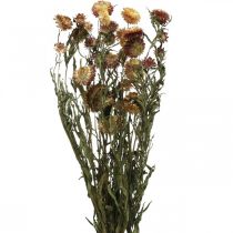 Artikel Halmblomma Gul, Röd torkad Helichrysum torkad blomma 50cm 60g