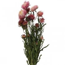 Strawflower Rosa torkade Helichrysum torkade blommor knippe 45cm 45g