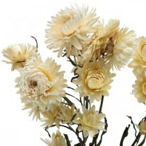Artikel Torr dekoration halm blomkräm helichrysum torkad 50cm 30g