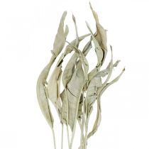 Strelitzia blad torkade gröna frostade 45-80cm 10st