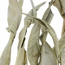 Strelitzia blad torkade gröna frostade 45-80cm 10st