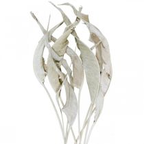 Strelitzia blad tvättade vita torkade 45-80cm 10p