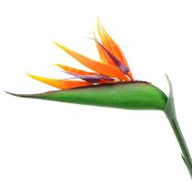 Artikel Strelitzia Paradisfågel 95cm