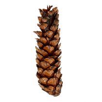 Artikel Strobus koner 15 - 20cm målade 100 st