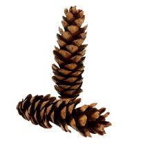 Strobus koner 20 - 25cm lackerade 50p