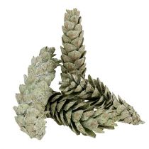Strobuskoner som naturlig dekoration 15cm - 20cm grön 50p
