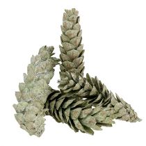 Artikel Strobuskoner som naturlig dekoration 15cm - 20cm grön 50 st