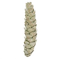 Strobuskoner som naturlig dekoration 15cm - 20cm grön 50p