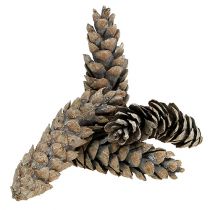 Artikel Strobus koner 15cm - 20cm vitkalkade 50 st