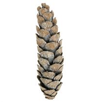 Artikel Strobus koner 15cm - 20cm vitkalkade 50 st
