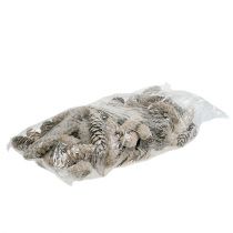 Artikel Strobus koner 15cm - 20cm vitkalkade 50 st