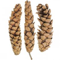Kotter White Pine Strobus Nature Mixed 2,5kg