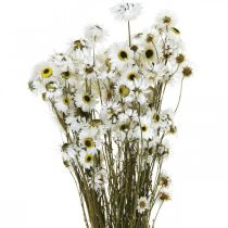 Acroclinium White, Torra Växter, Helichrysum, Torra Blommor L20–40cm 25g