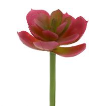 Artikel Suckulent växt Ø5cm rosa 6st