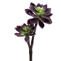 Suckulent växt mörk lila-grå Ø7cm, Ø10cm H30cm
