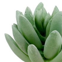 Artikel Suckulent Echeveria Ø6,5cm L11cm 6st