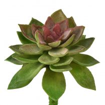 Artikel Suckulent stenrosa 6cm grön 6 st